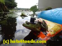 /home//u458753944/public_html/sourcegallery////Frogs/Bullfrogs 2016-08 Ontario/P8140145.JPG